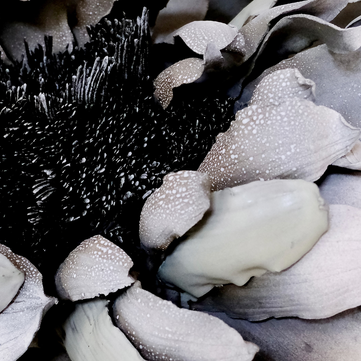 Shingu Sayaka 2025 Artworks 6x